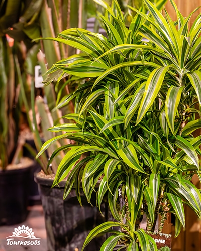 Plante d'intérieur aux longues feuilles vertes rayées de jaune.